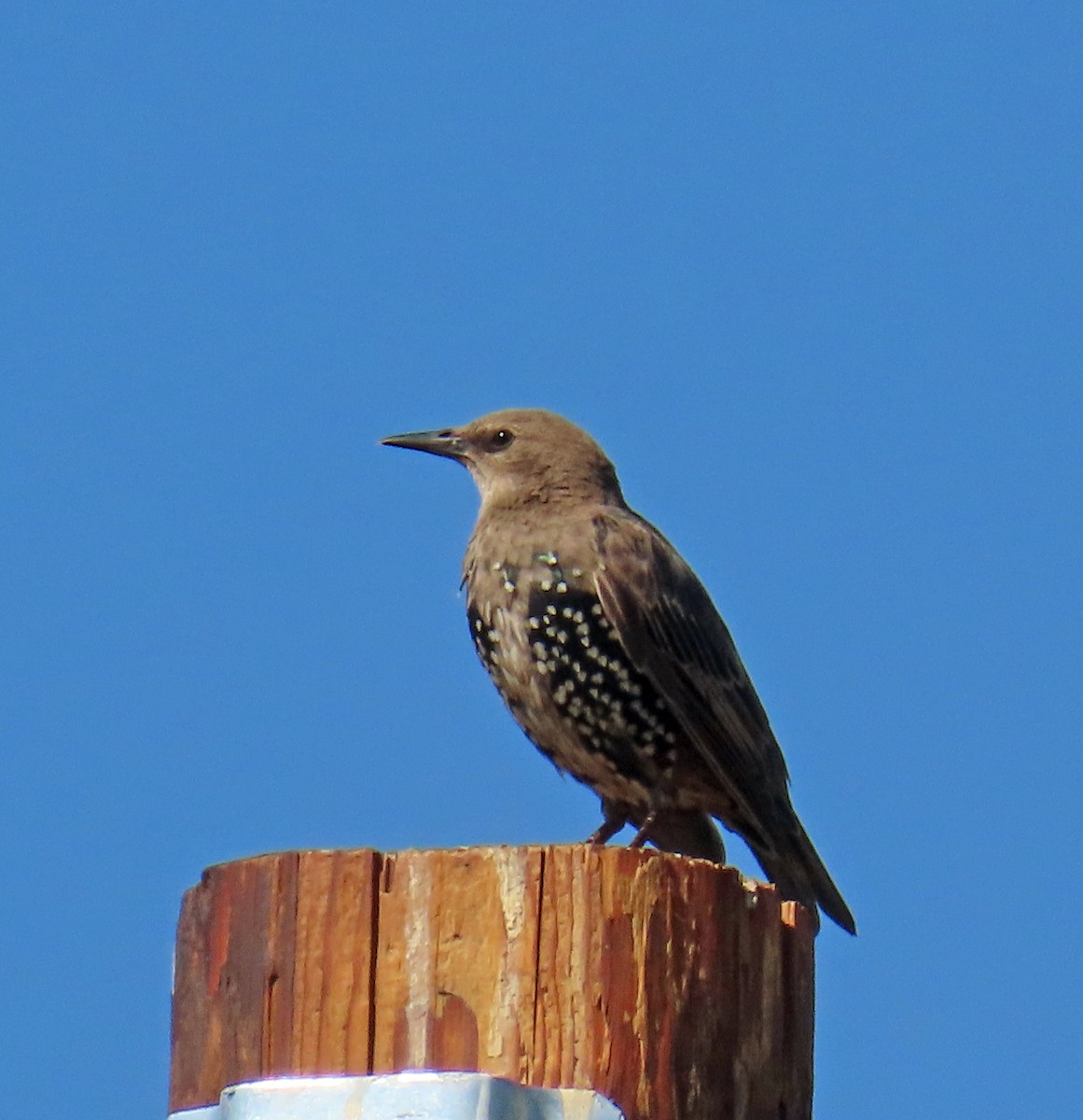 European Starling - ML641298447