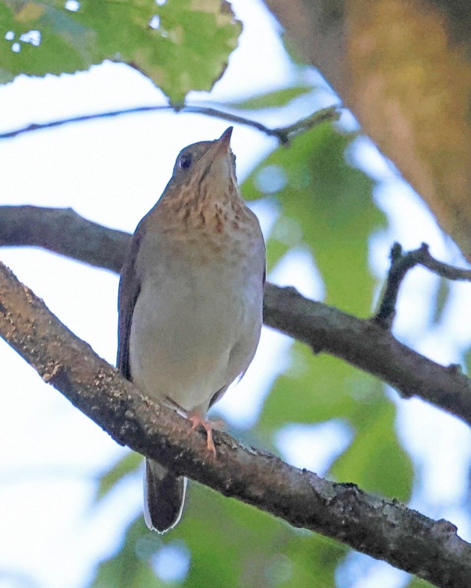 Veery - ML641298449