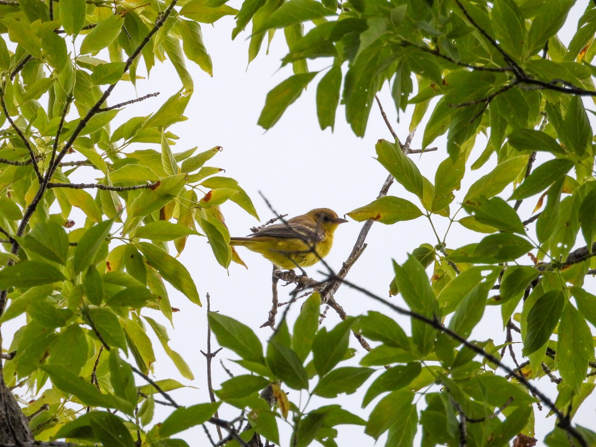 Orchard Oriole - ML641298450