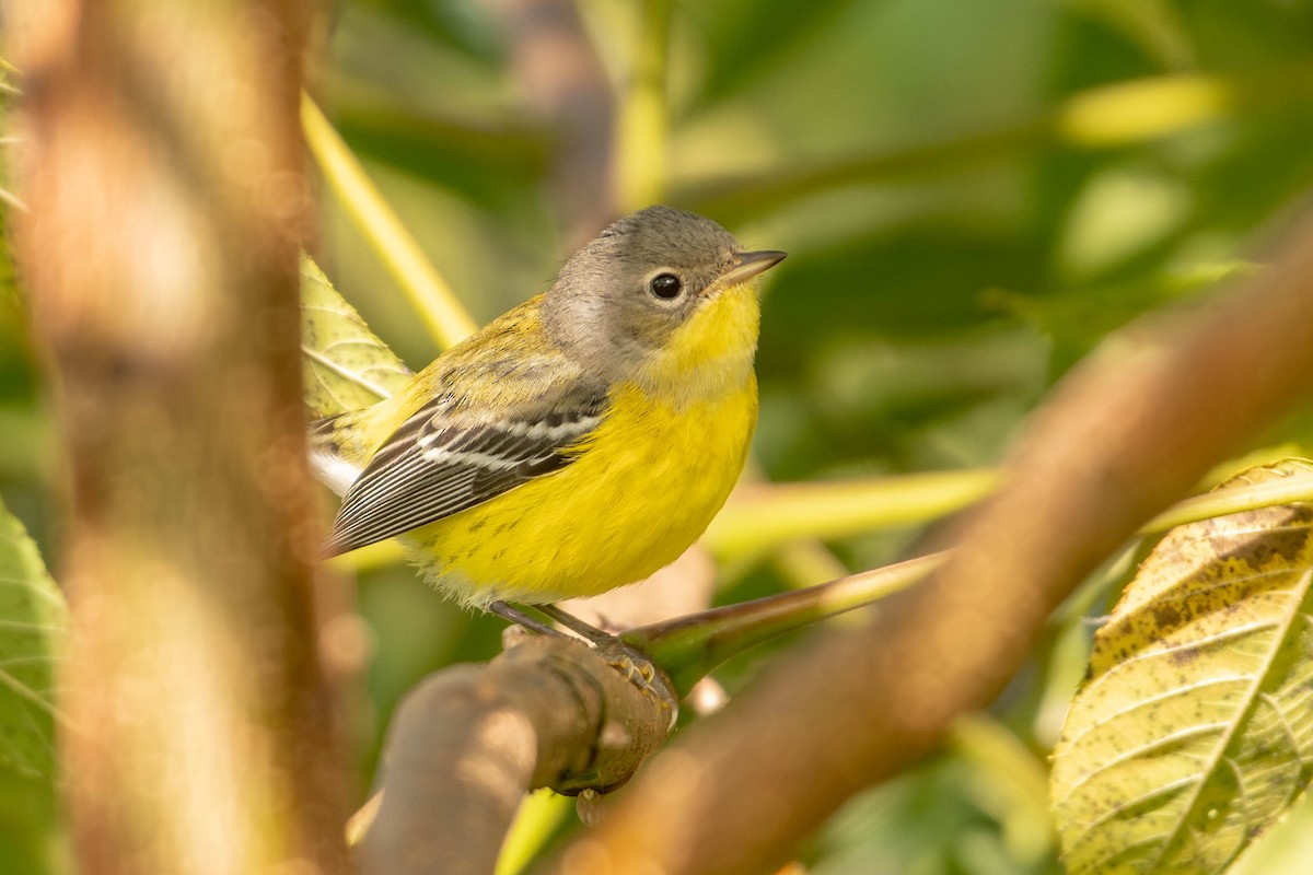 Magnolia Warbler - ML641298510