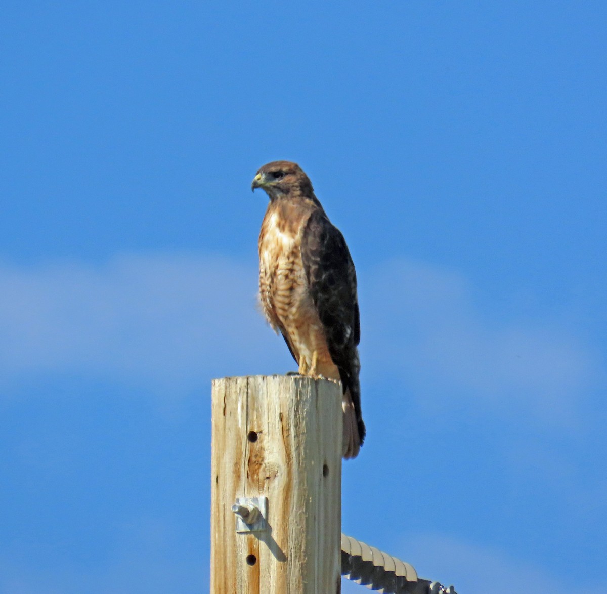 Red-tailed Hawk - ML641298511