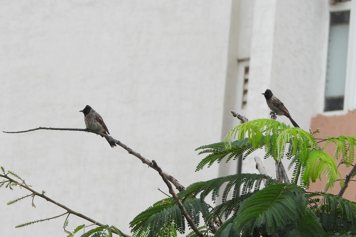 Bulbul ipurgorria - ML641298516