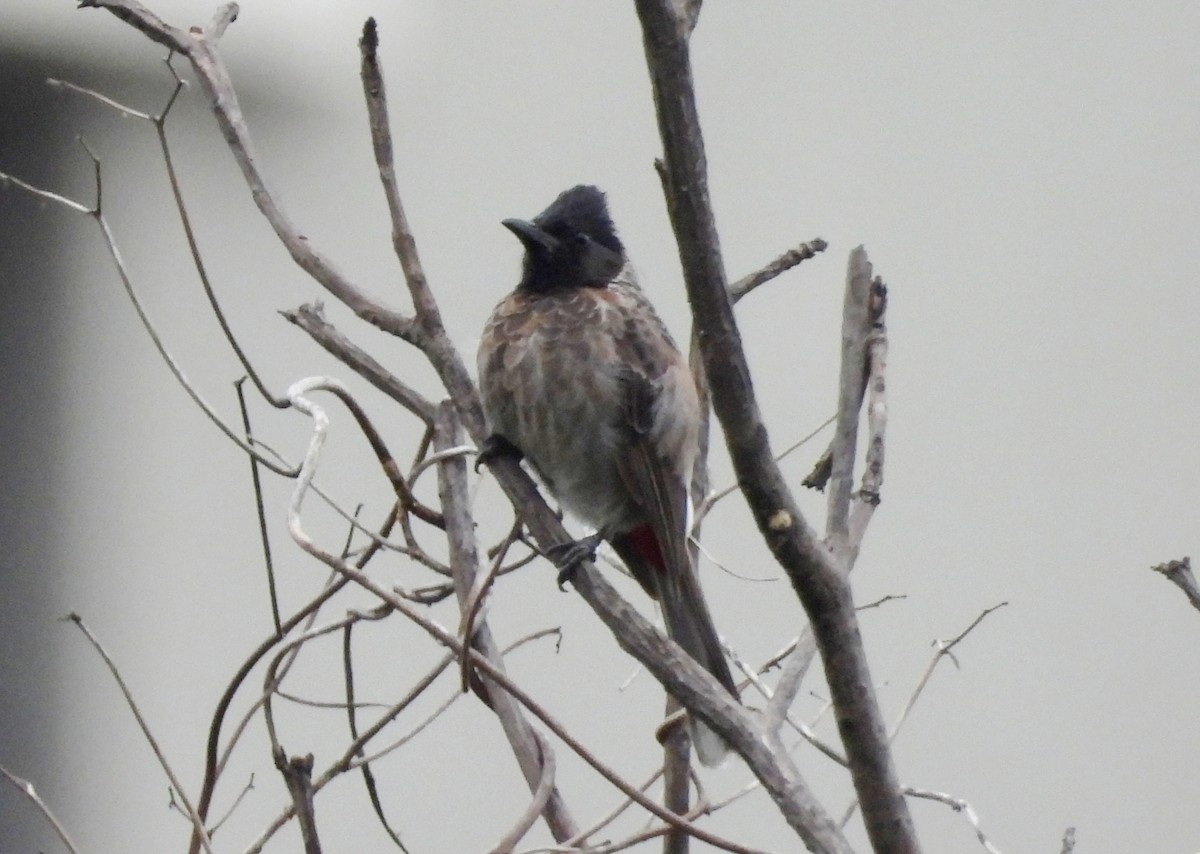 Bulbul ipurgorria - ML641298518