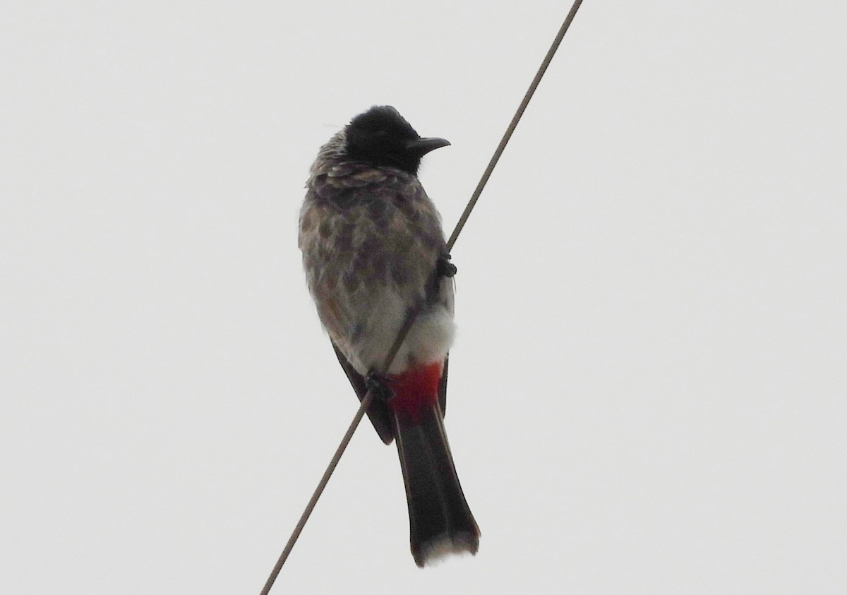 Red-vented Bulbul - ML641298520