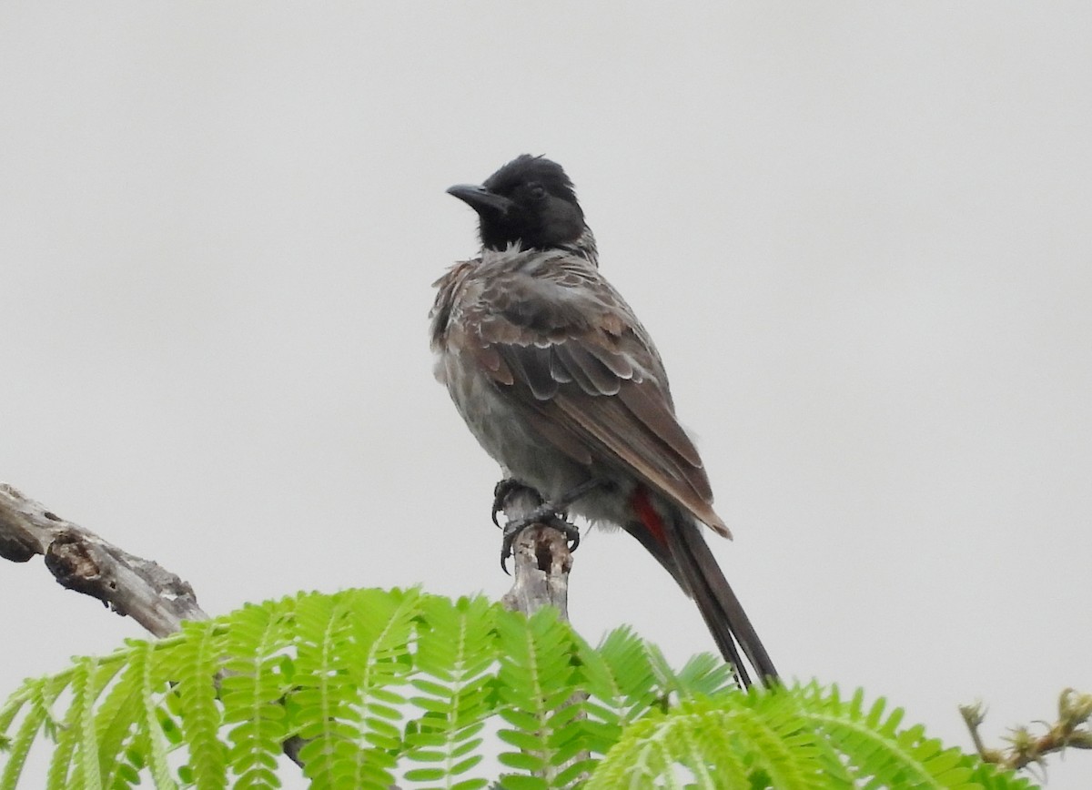 Bulbul ipurgorria - ML641298521