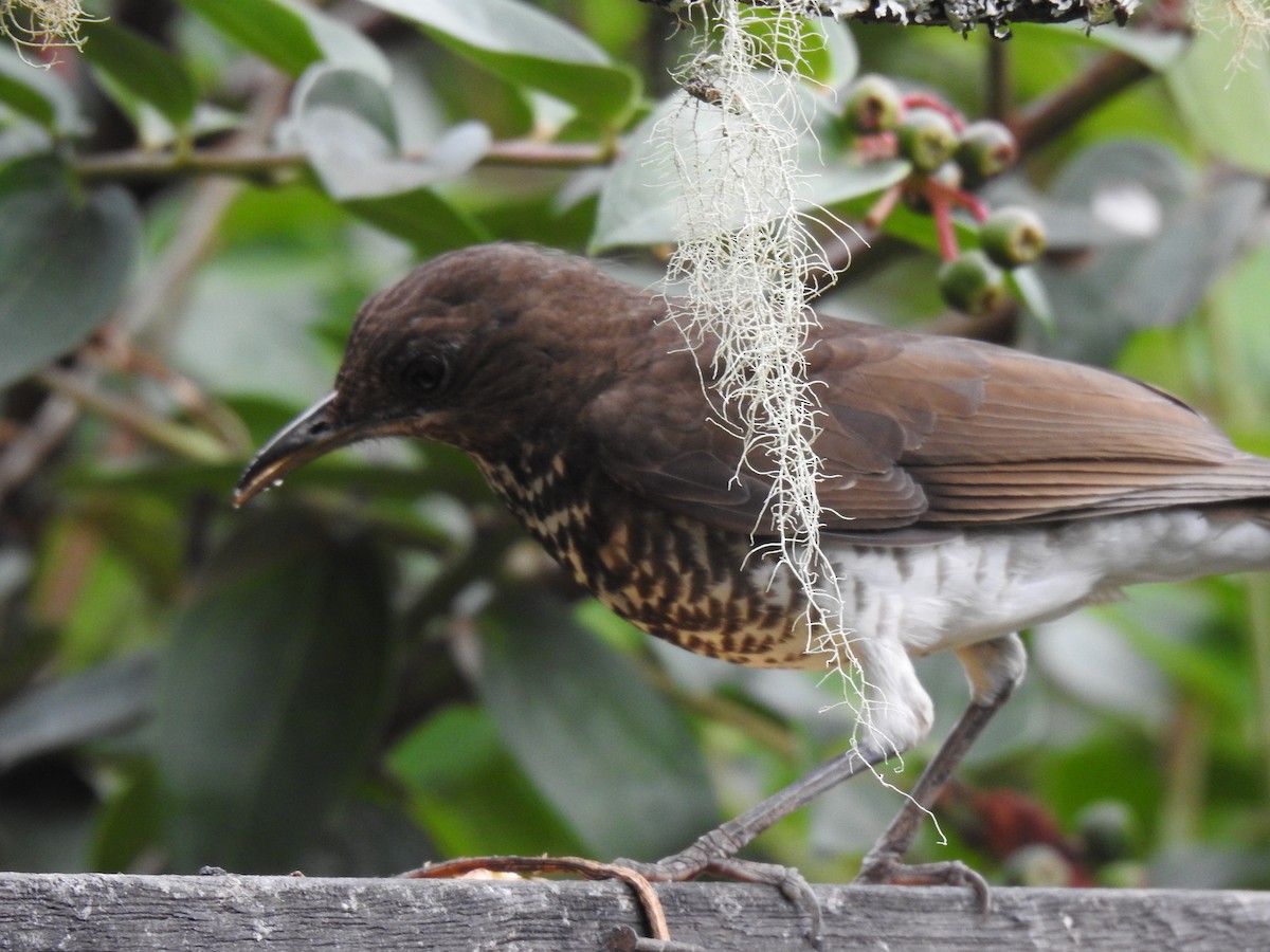 Marañon Thrush - ML641298522