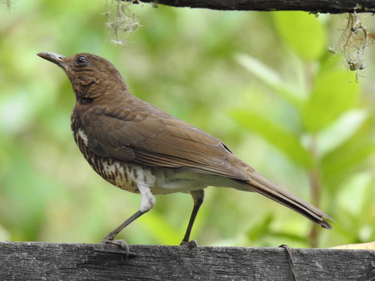Marañon Thrush - ML641298524