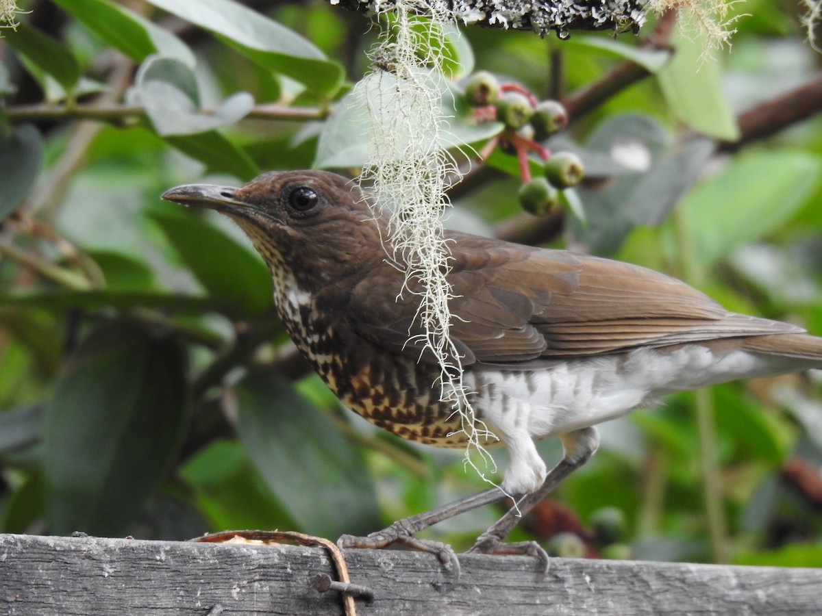 Marañon Thrush - ML641298526