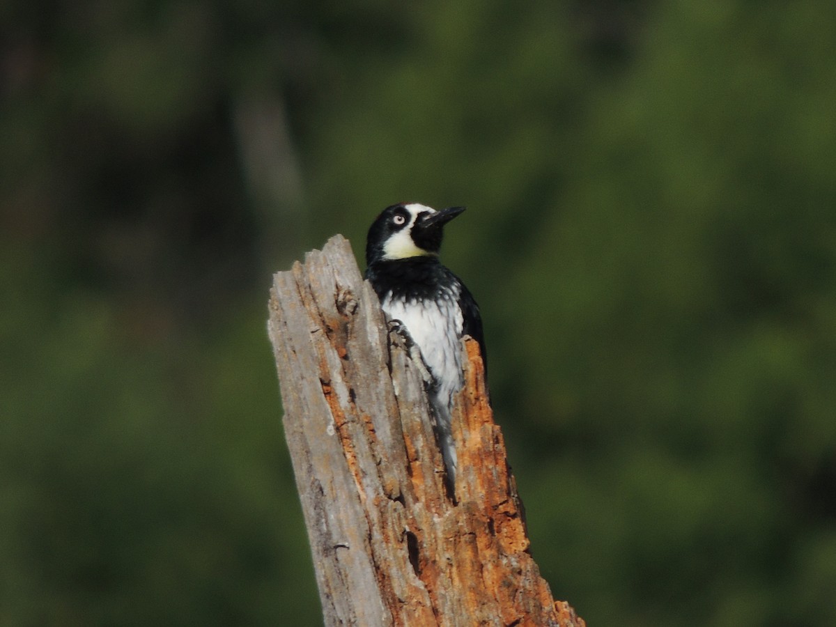 Acorn Woodpecker - ML641298529