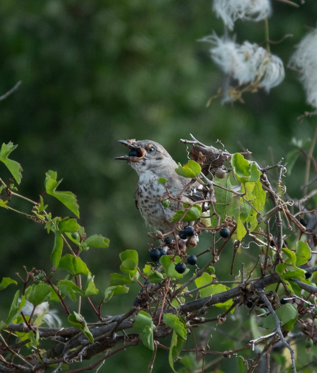 Northern Mockingbird - ML641298537
