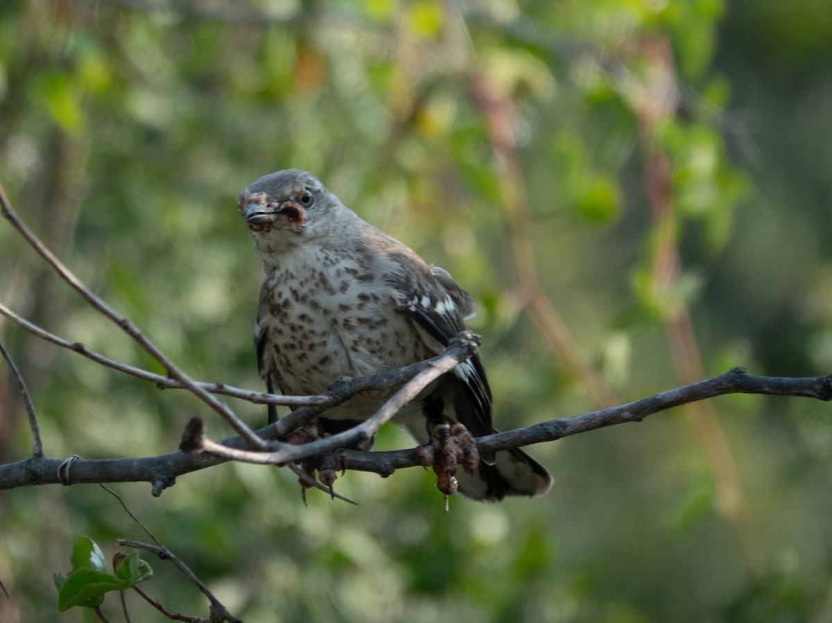 Northern Mockingbird - ML641298539