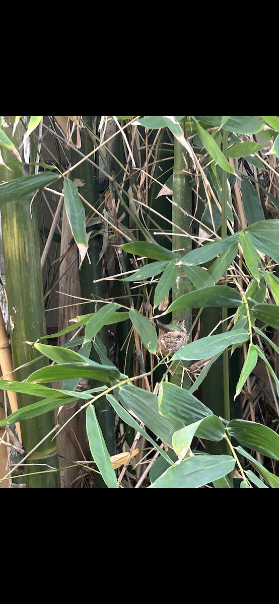 Anna's Hummingbird - ML641298540