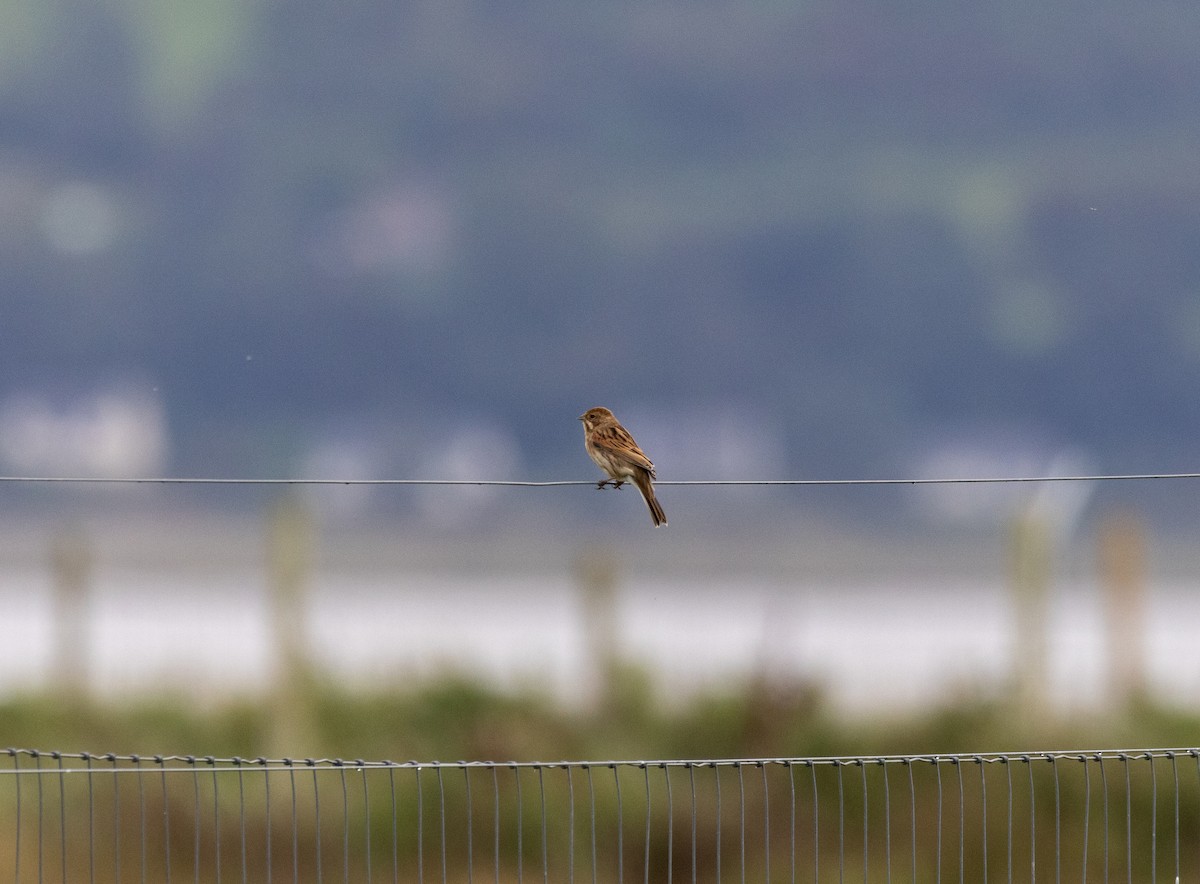 Reed Bunting - ML641298541