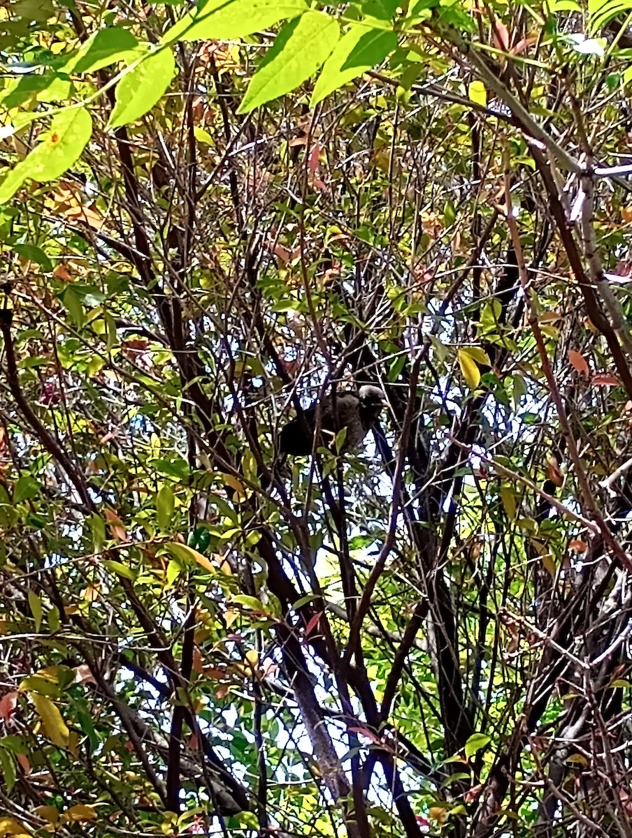 Great Thrush - ML641298542