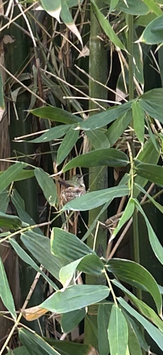 Anna's Hummingbird - ML641298544