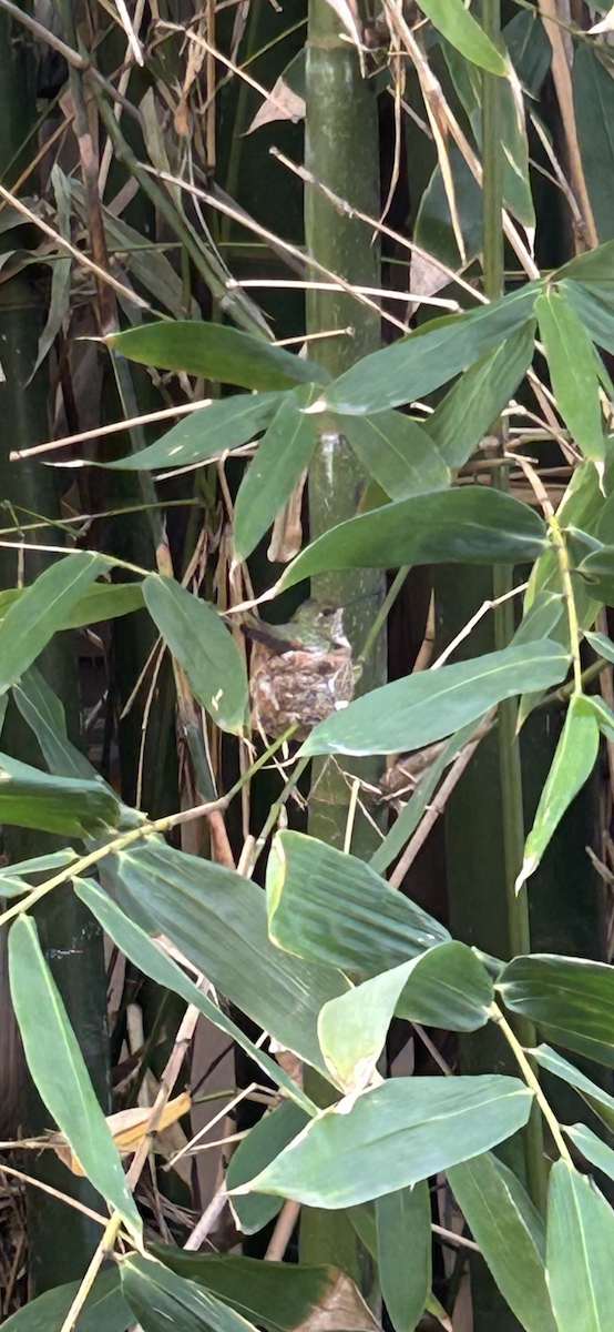 Anna's Hummingbird - ML641298545