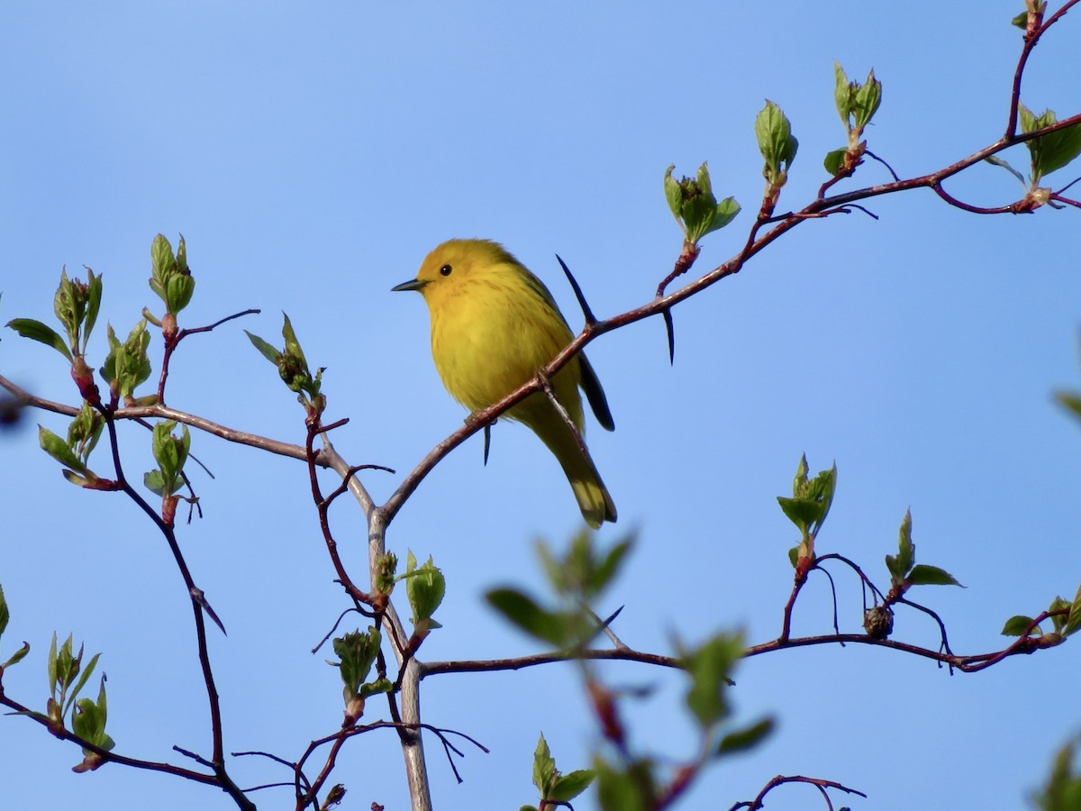 Yellow Warbler - ML641298548