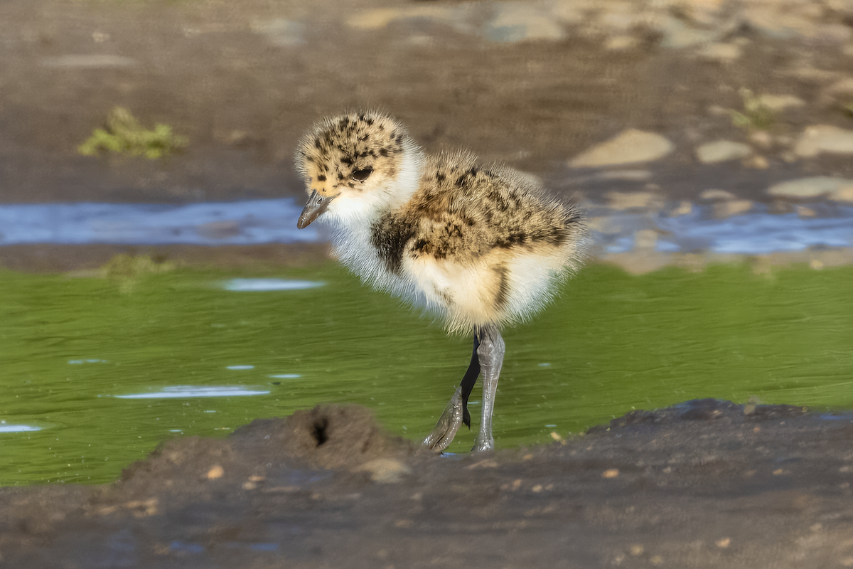 Southern Lapwing - ML641298550
