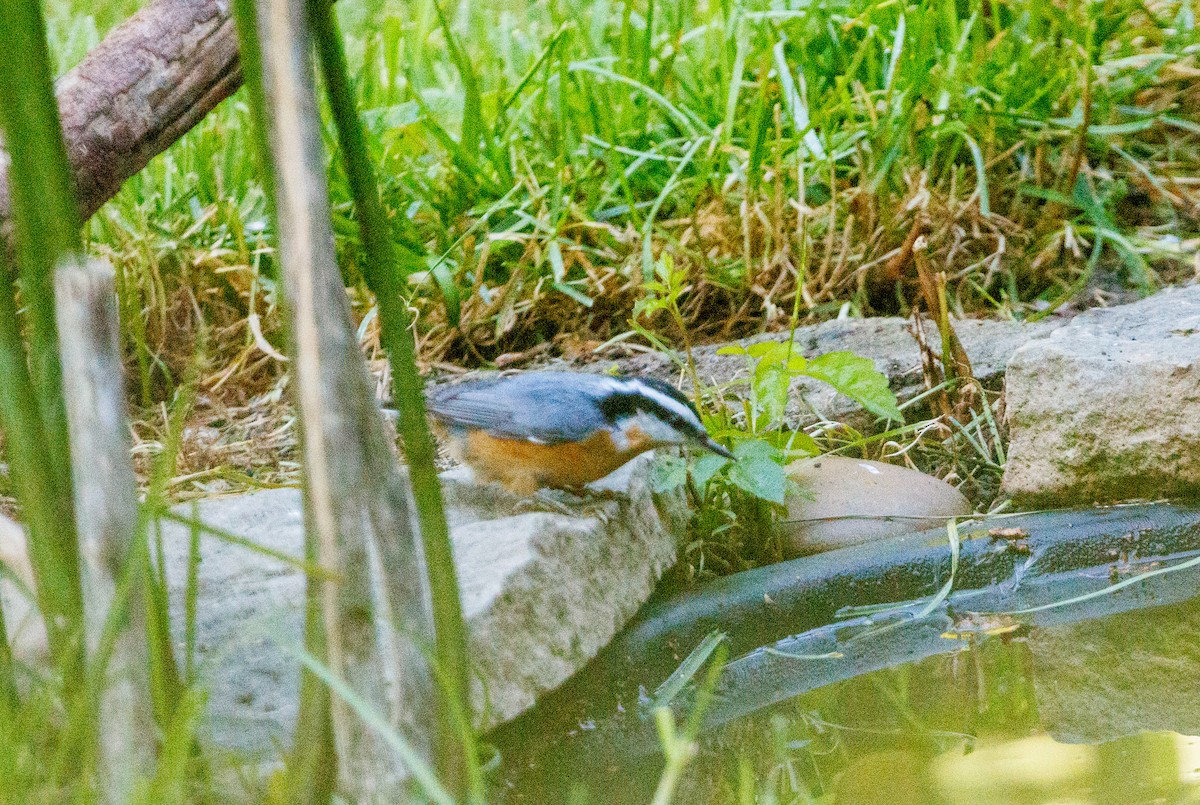 Red-breasted Nuthatch - ML641298551