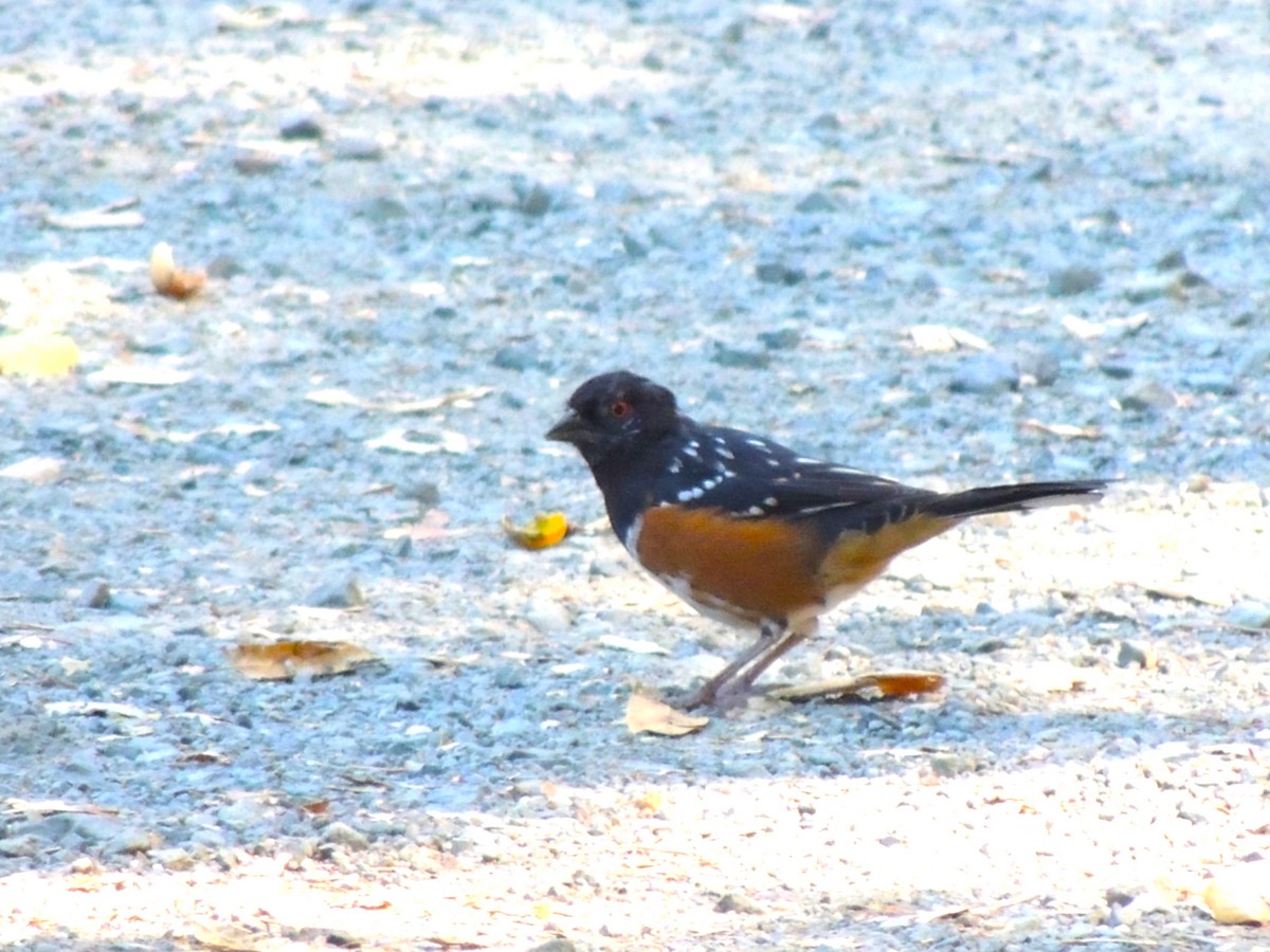 Spotted Towhee - ML641298552