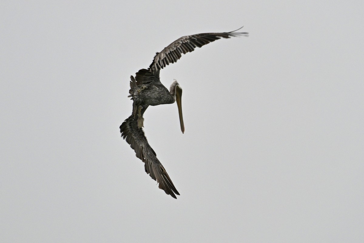 Brown Pelican - ML641298557