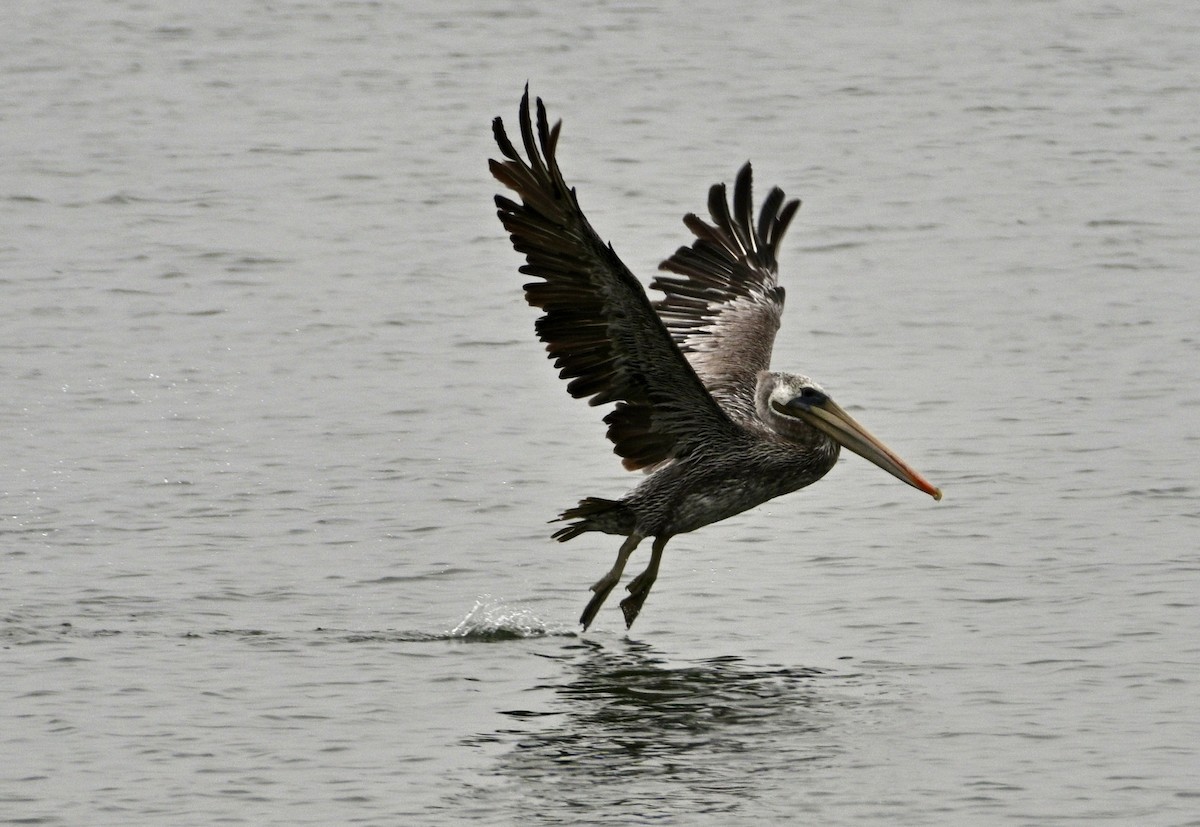 Brown Pelican - ML641298558