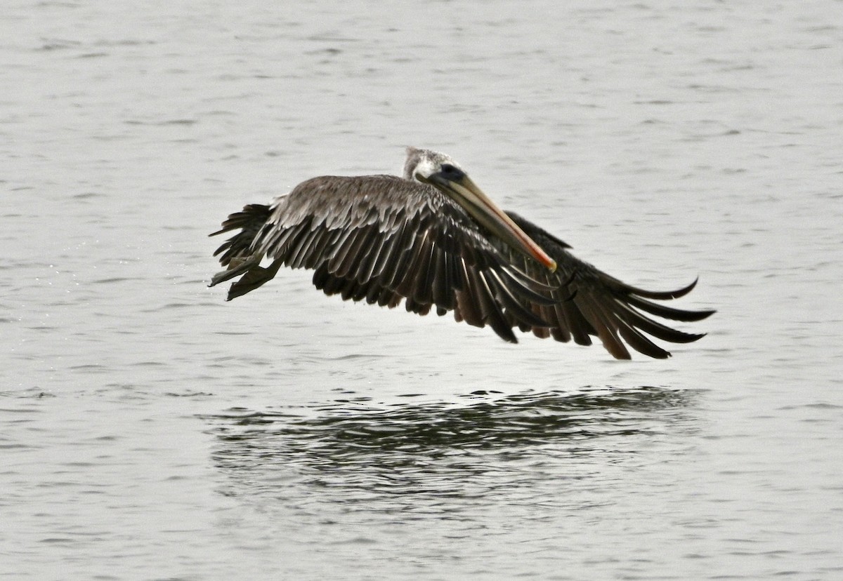 Brown Pelican - ML641298559