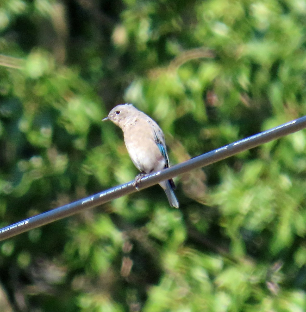 Mountain Bluebird - ML641298560