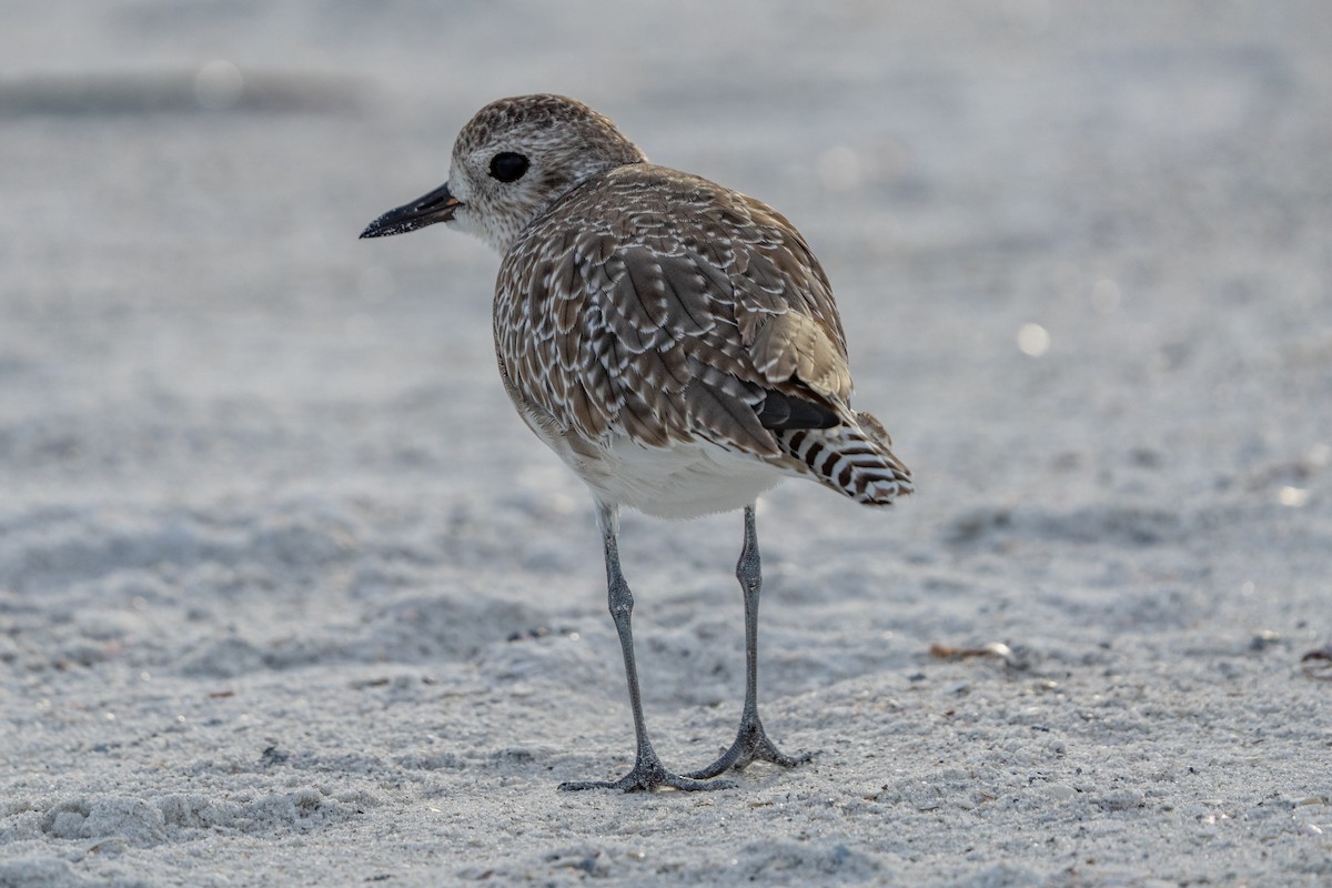 Black-bellied Plover - ML641298561