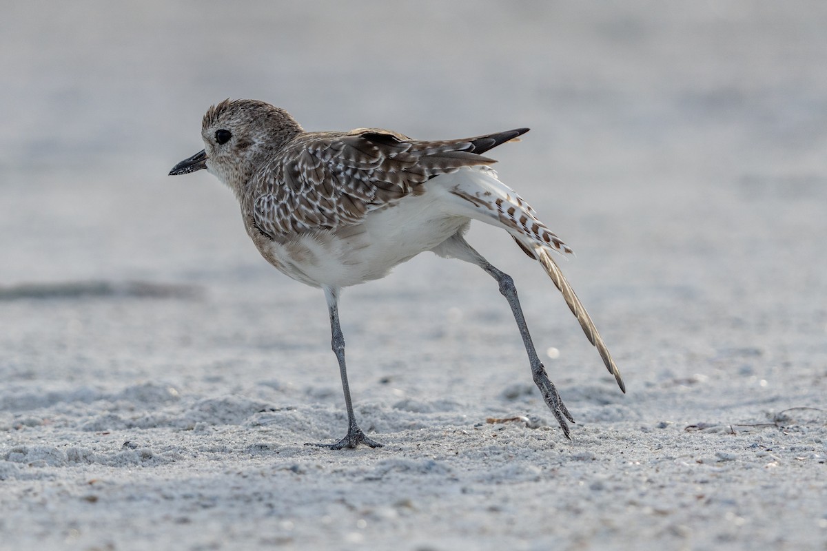 Black-bellied Plover - ML641298568