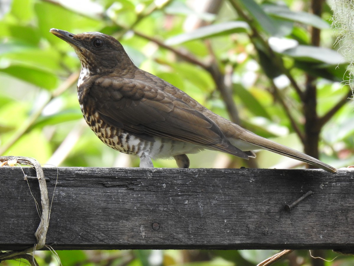 Marañon Thrush - ML641298571