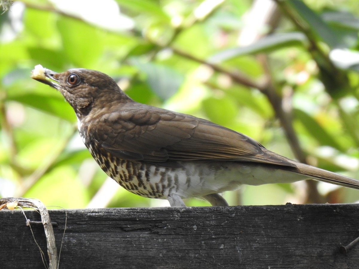 Marañon Thrush - ML641298572