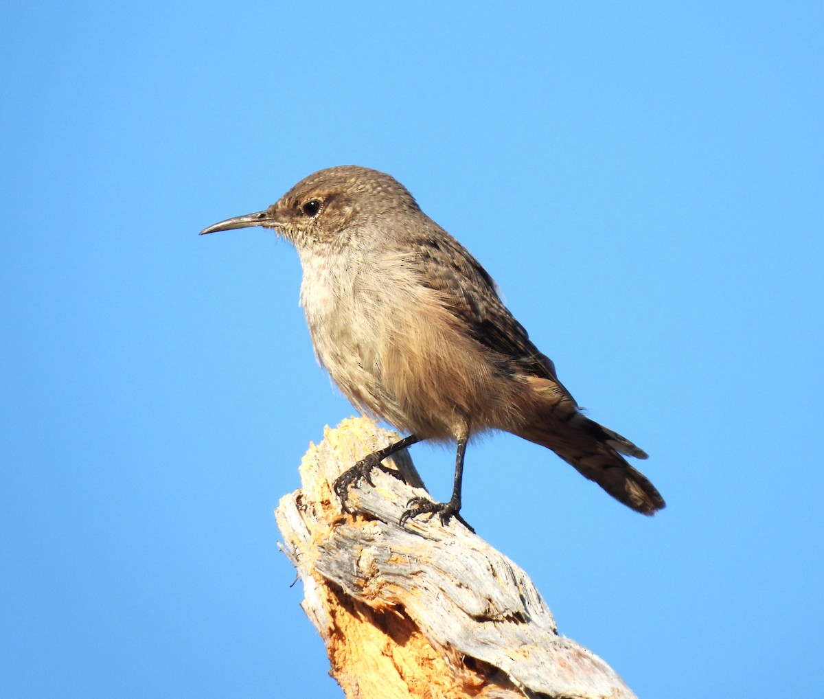 Rock Wren - ML641298574