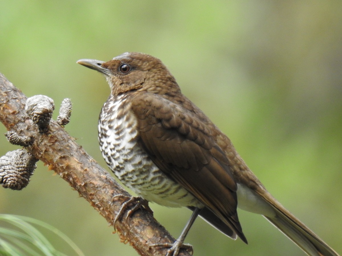 Marañon Thrush - ML641298600