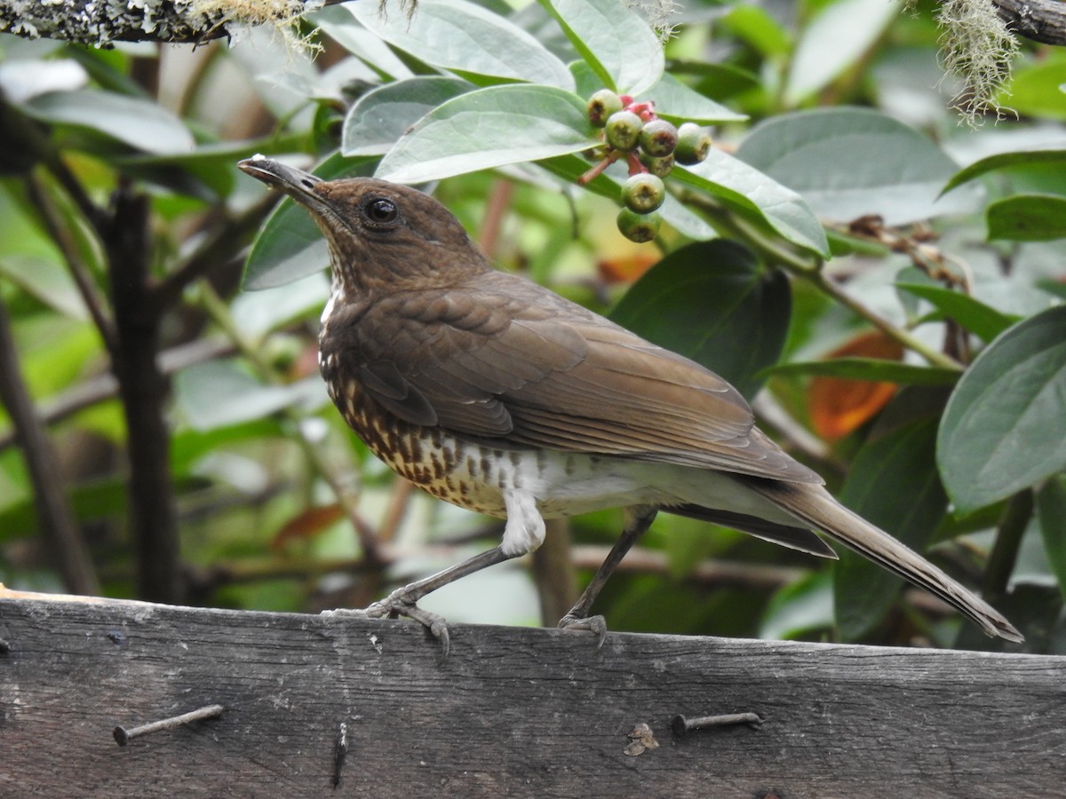 Marañon Thrush - ML641298601