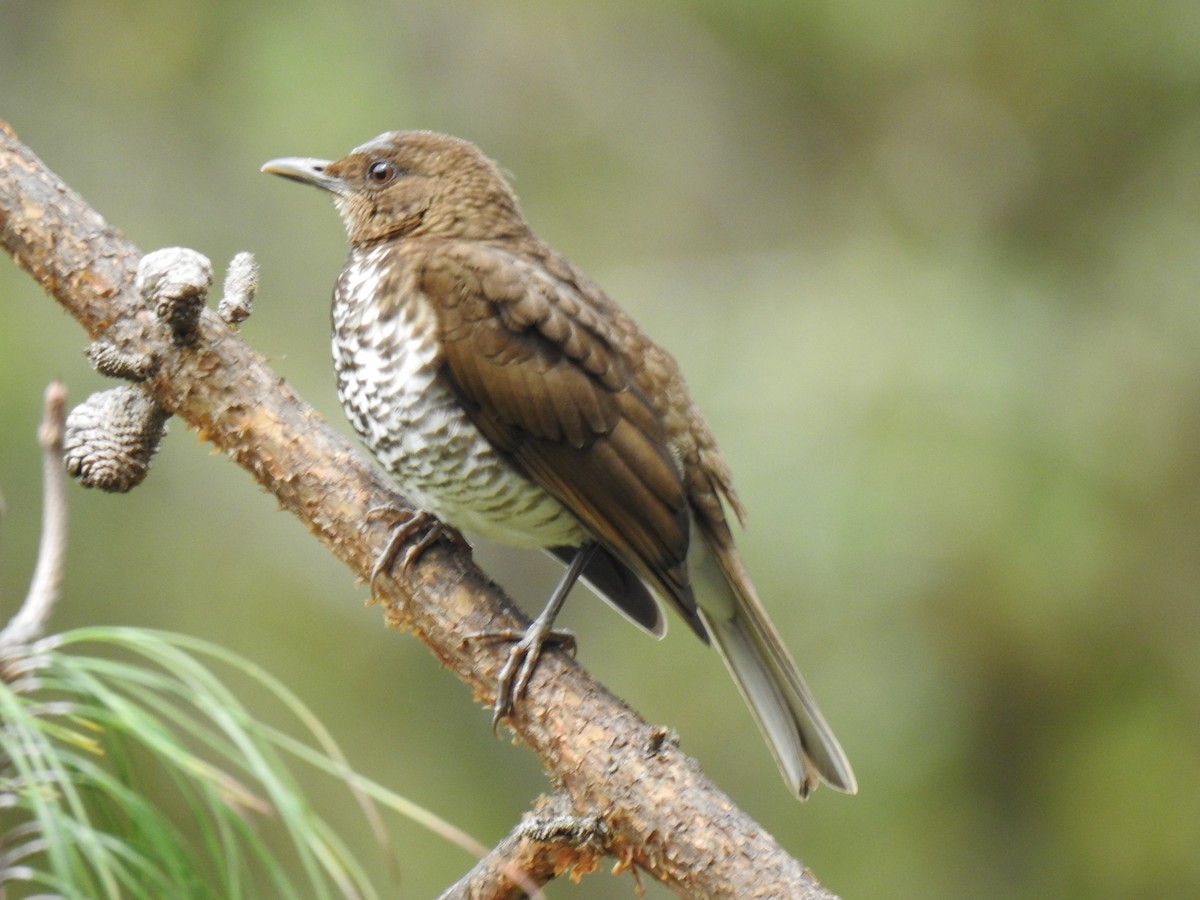 Marañon Thrush - ML641298602