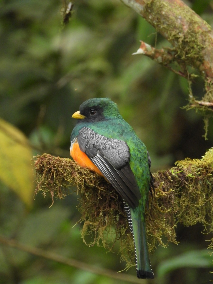 trogon límcový - ML641298613