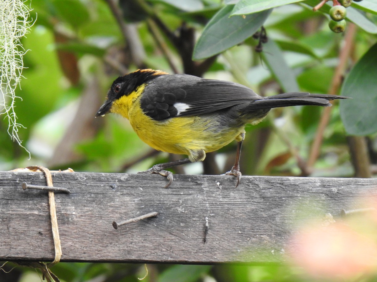 Atlapetes Pechiamarillo - ML641298625