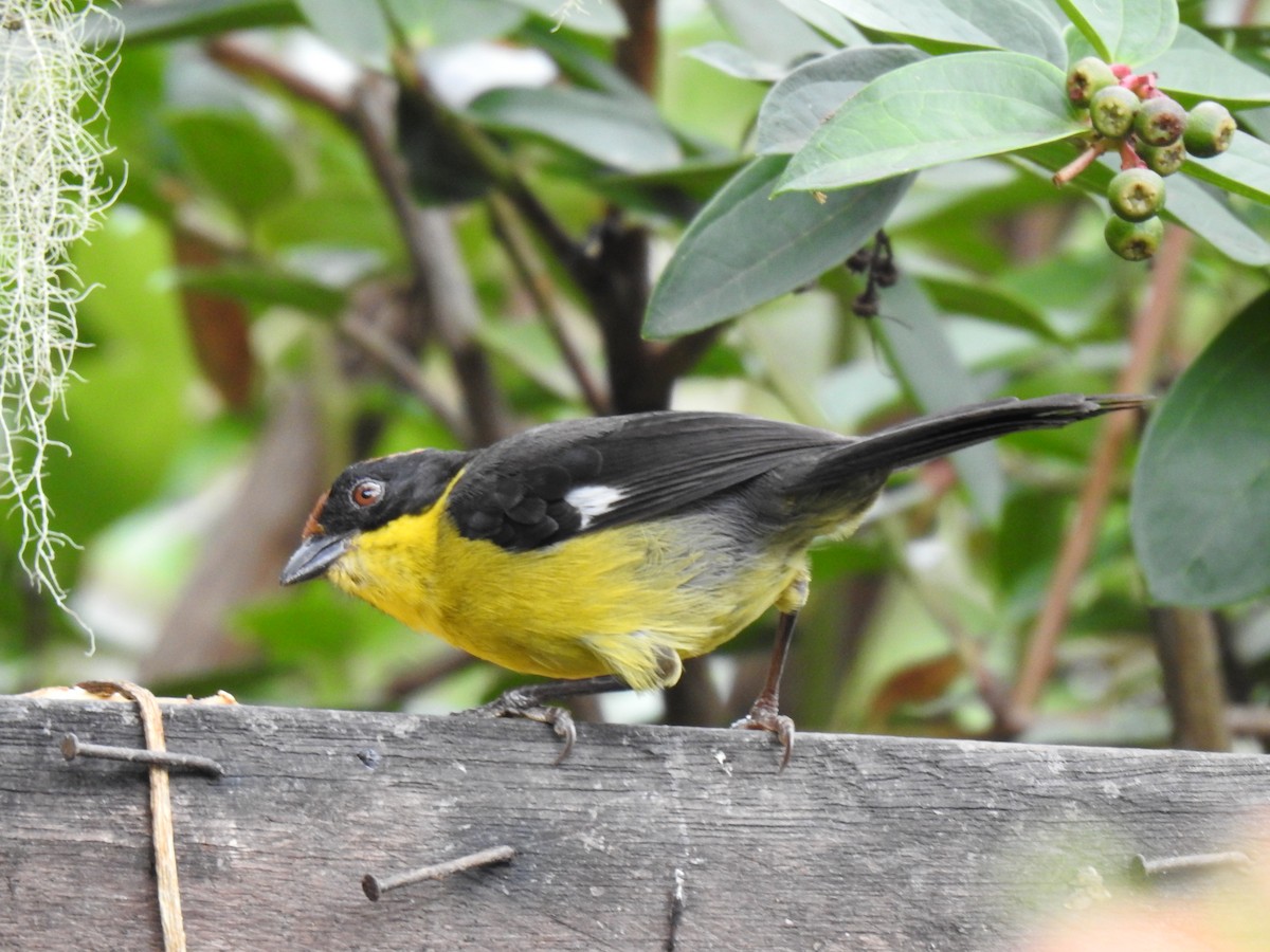 Atlapetes Pechiamarillo - ML641298626