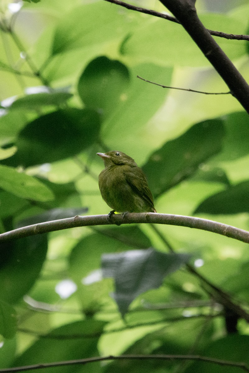 Velvety Manakin - ML641298654