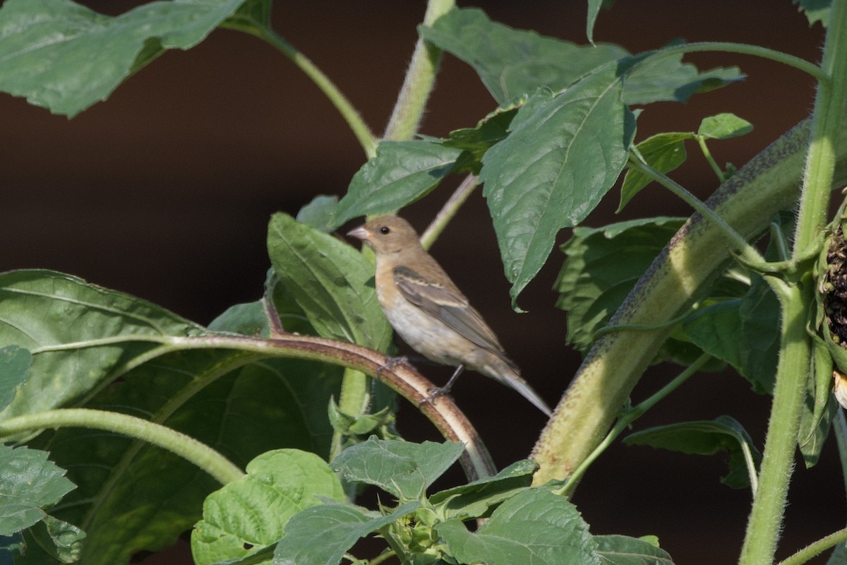 Lazuli Bunting - ML641298699