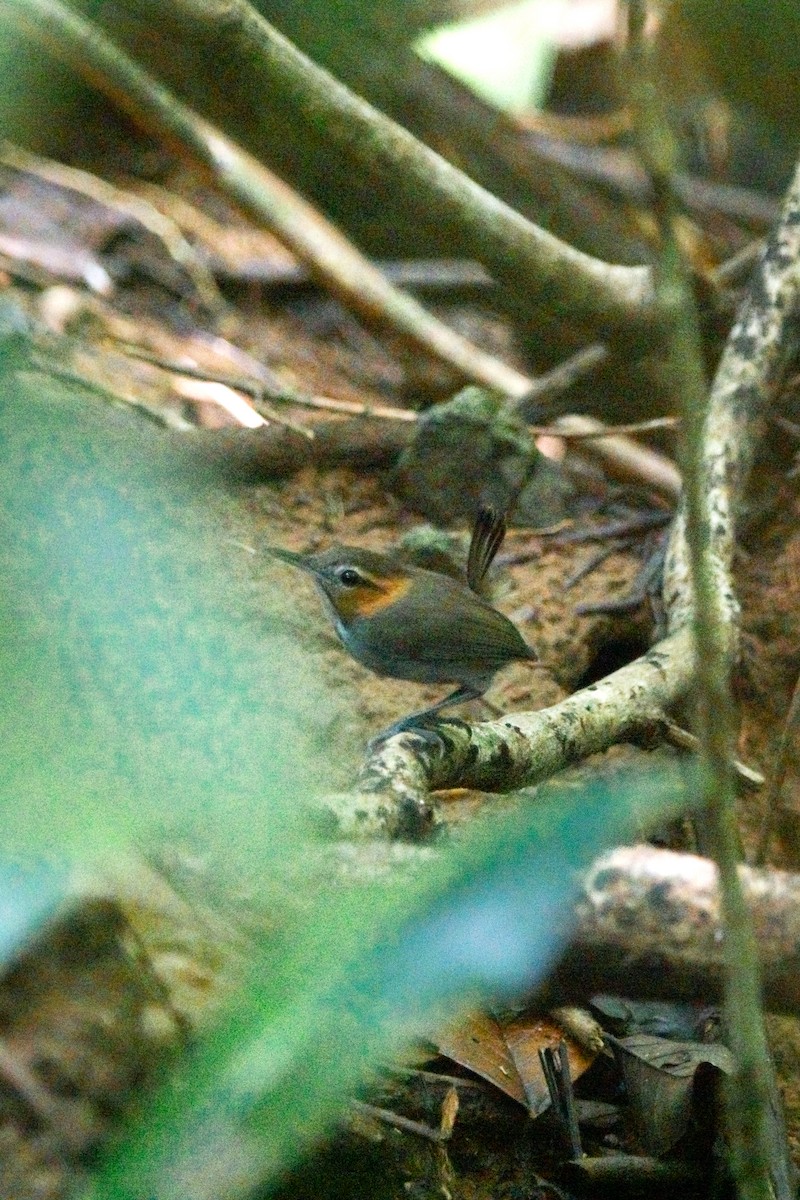 Tawny-faced Gnatwren - ML641298708