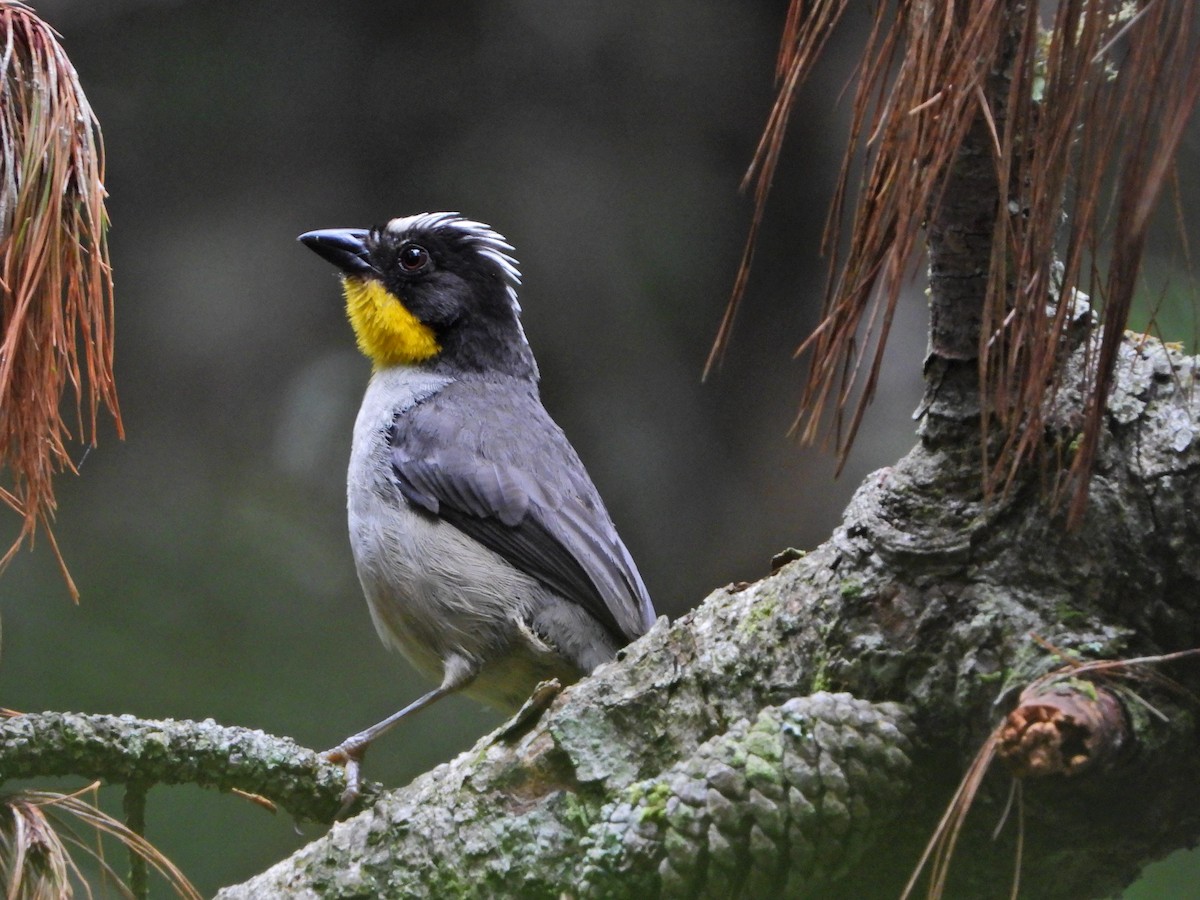 White-naped Brushfinch - ML641298716