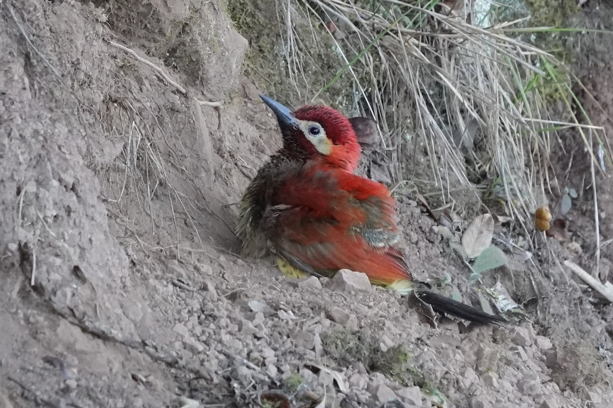 Crimson-mantled Woodpecker (Crimson-mantled) - ML641298717