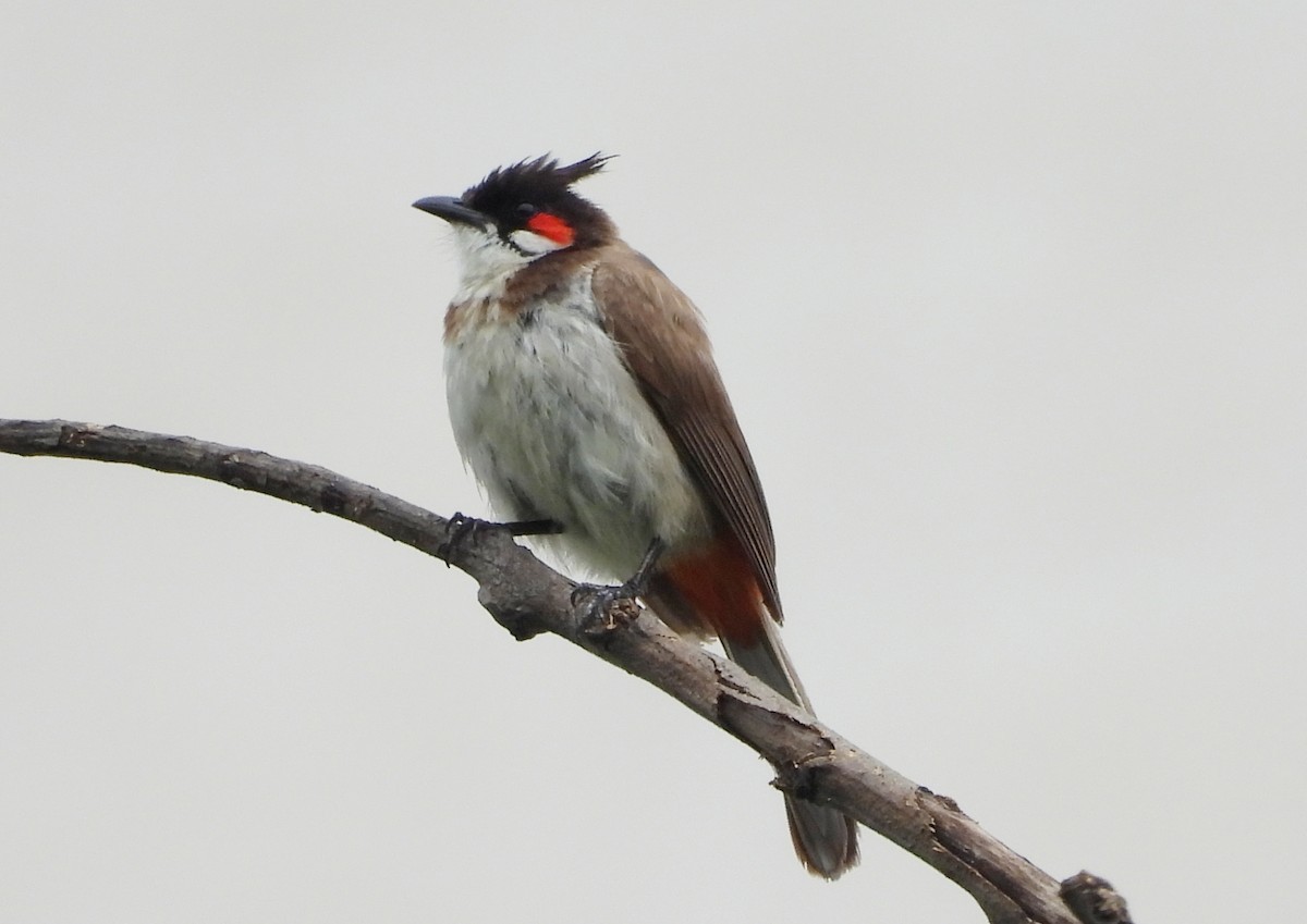 Red-whiskered Bulbul - ML641298726