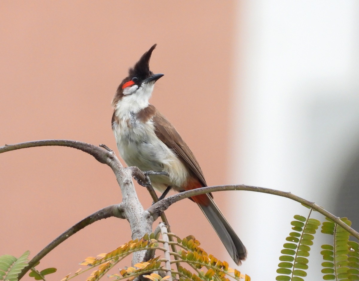 Red-whiskered Bulbul - ML641298728
