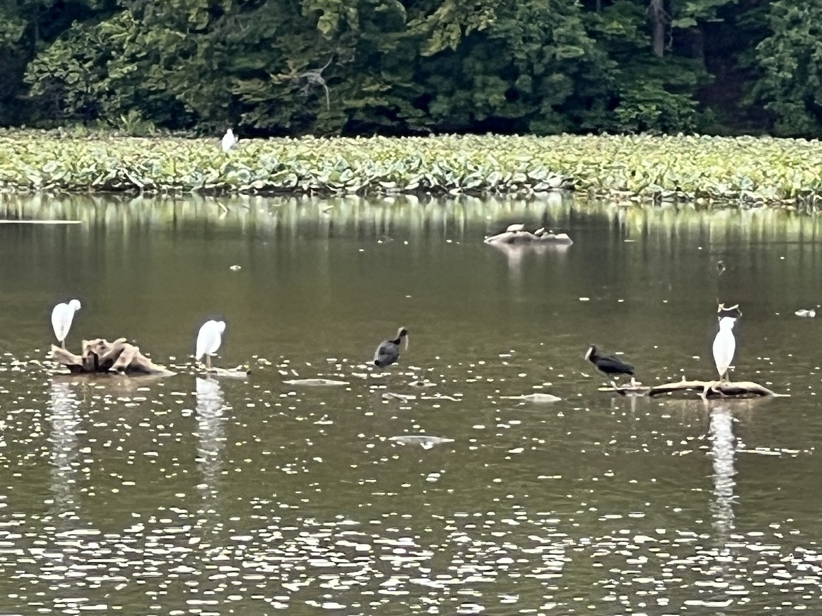 Glossy Ibis - ML641298774