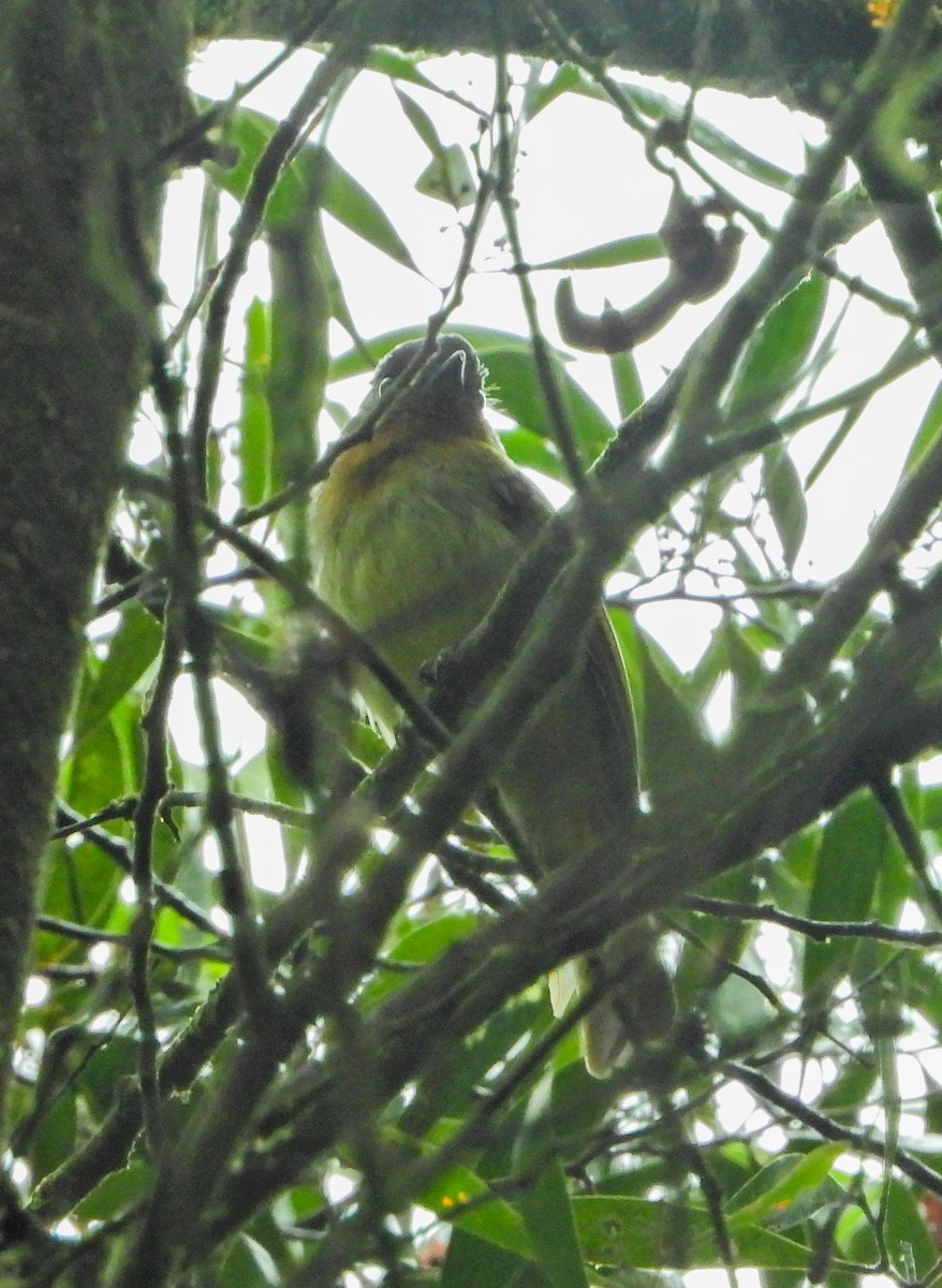 Rufous-breasted Flycatcher - ML641298806