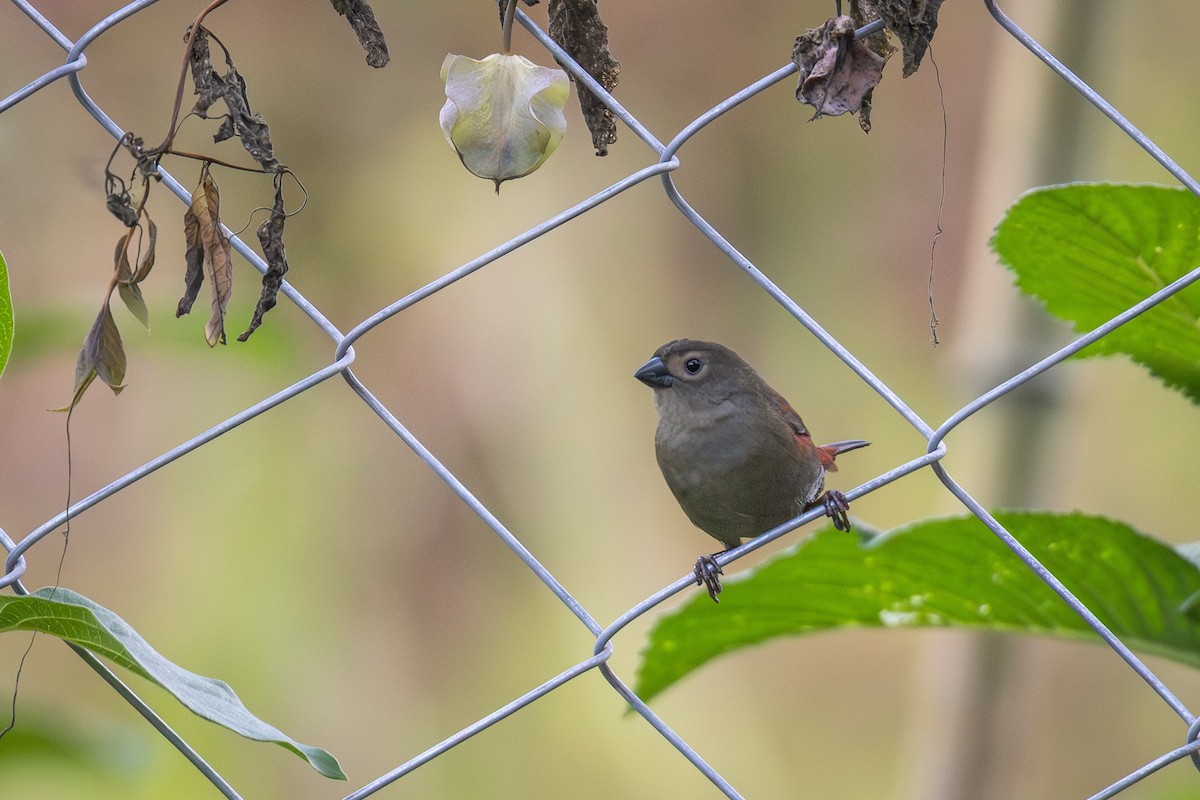 Red-faced Crimsonwing - ML641298807