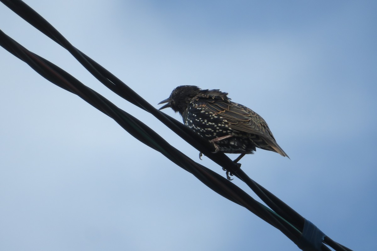 European Starling - ML641298827